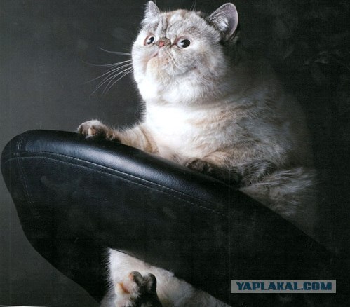 Толстые кошки – лучшие фотомодели на свете!