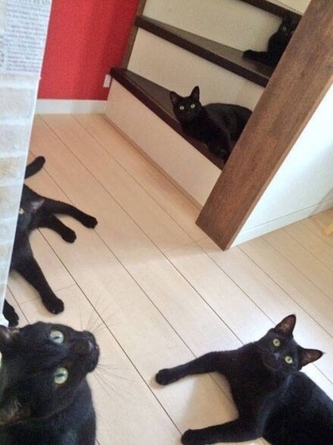 Прикольных котов пост
