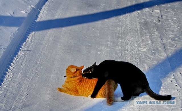 Новогодний Котовторник 01.01.2013