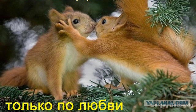 Если ты женат на б**ди!