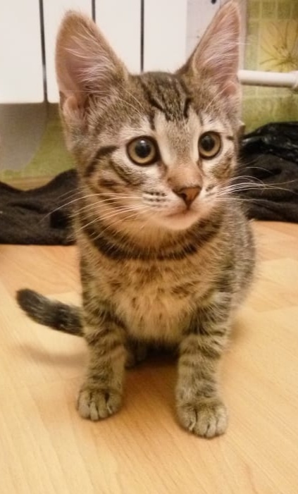 Забавные фото котеек