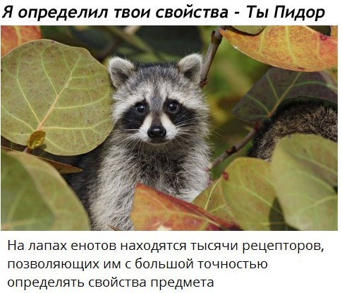 Памятка по выживанию среди енотов в походе