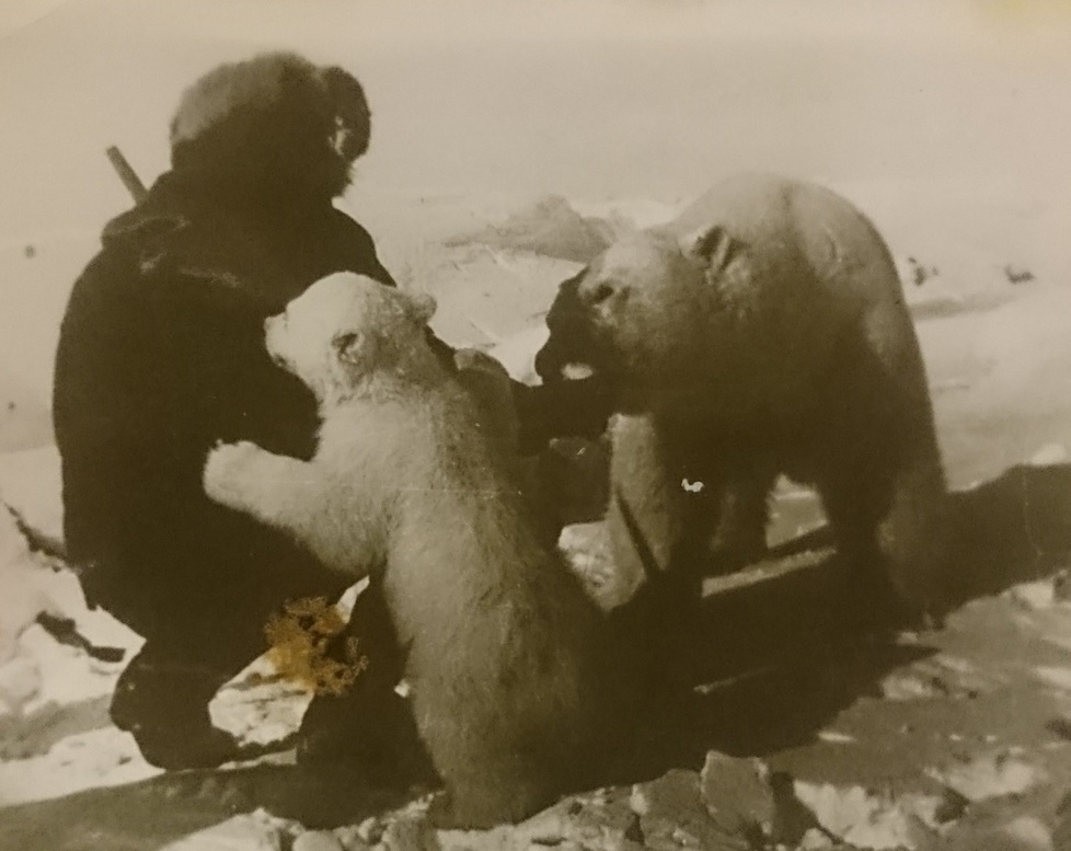 Как раньше на севере называли ползающего ребенка. Чукотский медведь. Белый медведь на Чукотке. Умка,Медведица и чукча. Фото оргии в музее за медвежонка.