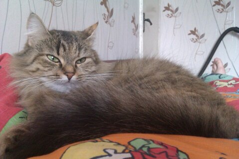 Котовторник 30.04.2013