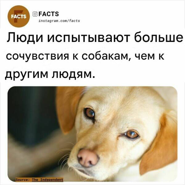 Белый слон и другие картинки