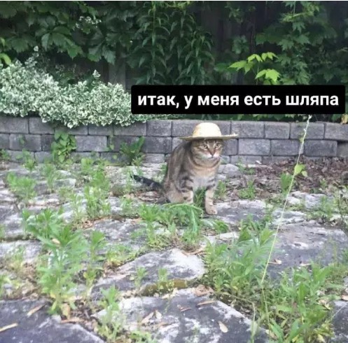 Котямбосы