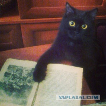 Котовторник 22.07.14