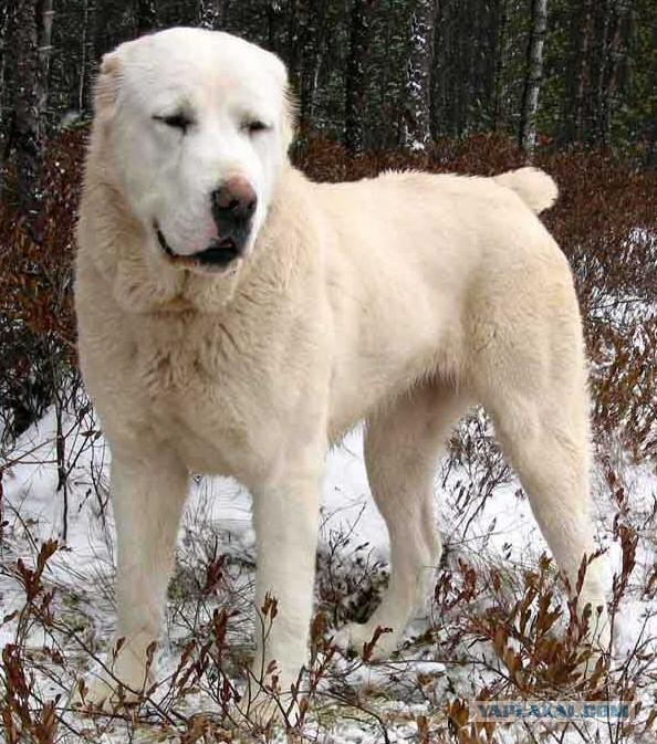 Осторожно живодер
