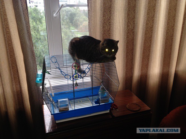 Котовторник 19.08.2014