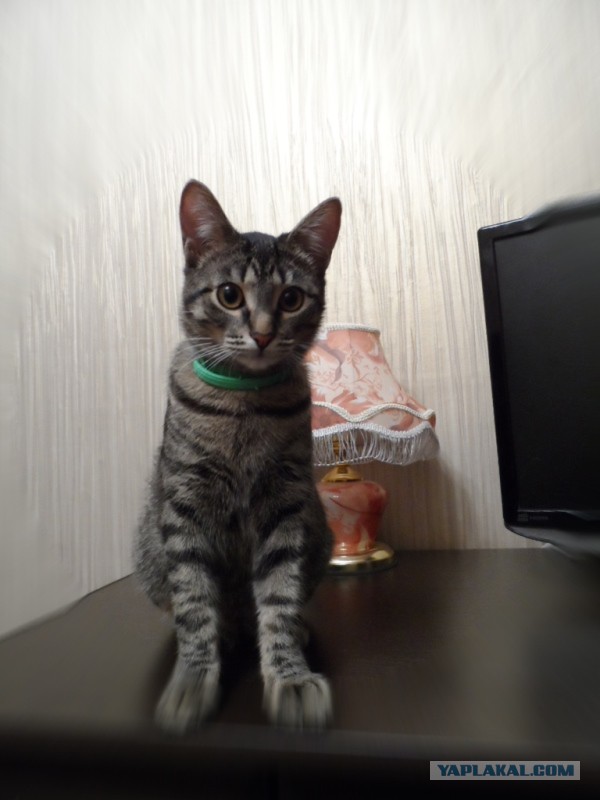 Котовторник 09.09.2014