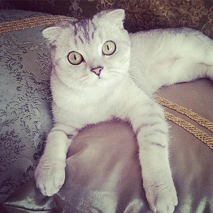 Котовторник 23.09.2014.
