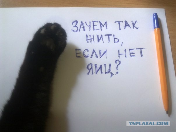 Почему домашних котов нужно кастрировать