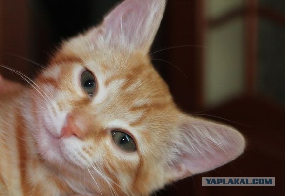 Котовторник 04.08.2015