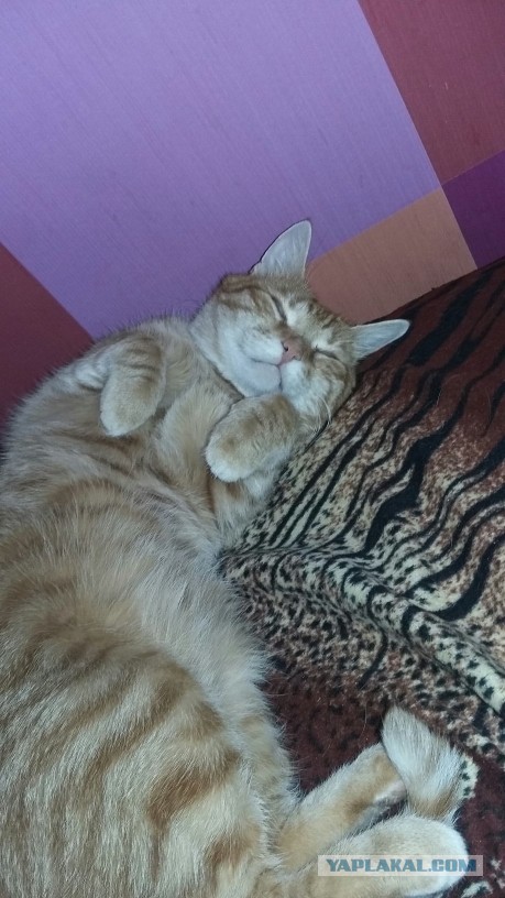 Котовторник