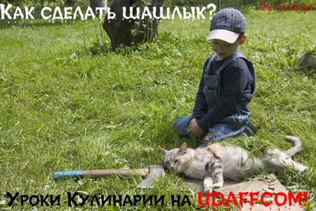Коты, кошки, котята