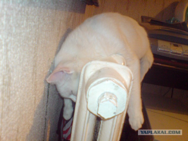 Кошка, которая спит не там (котовторнику посвящается)