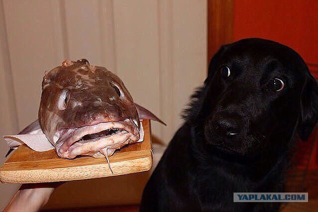 Эти глаза напротив. Калейдоскоп.