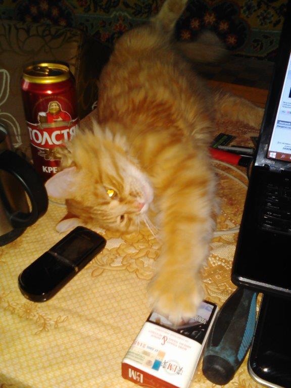 Котовторник 19.04.2016