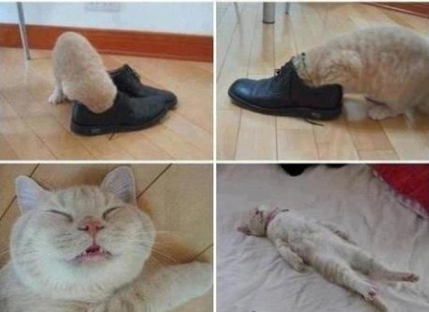 Мохнатые беспредельщики