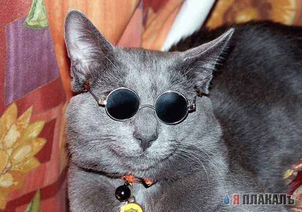 А вот и котовторник!