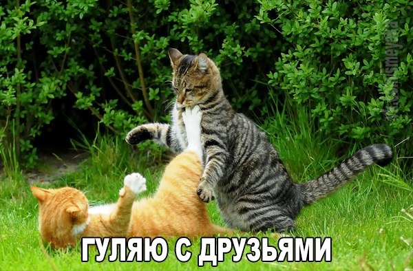 Мохнатые беспредельщики