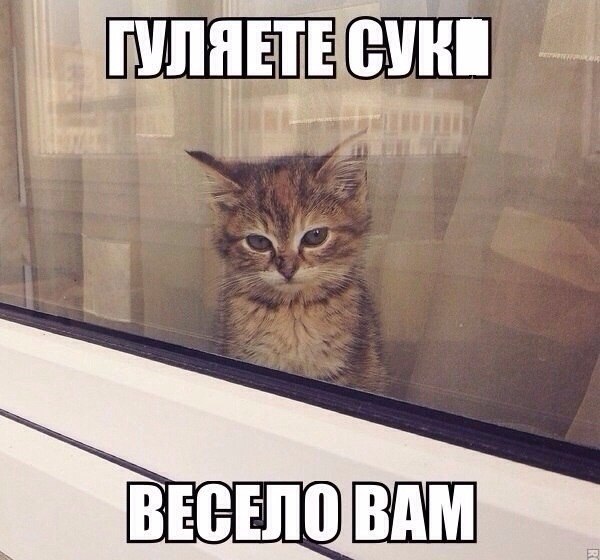 Прикольные животные