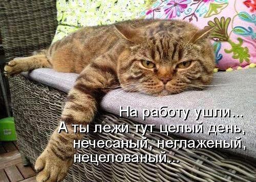Прикольные животные