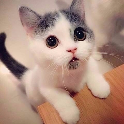 Прикольные животные