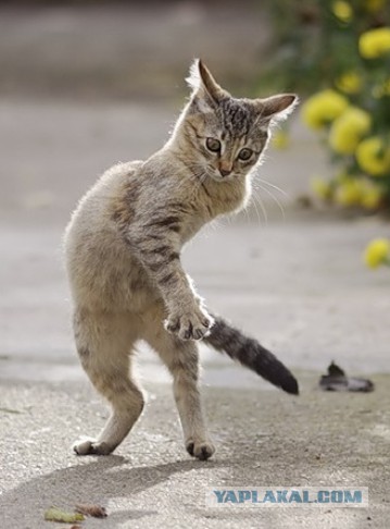 Котейки пост