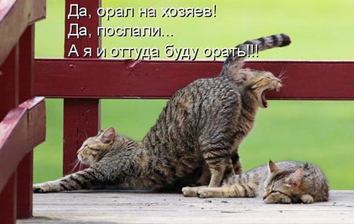Картинки из ваших интернетов