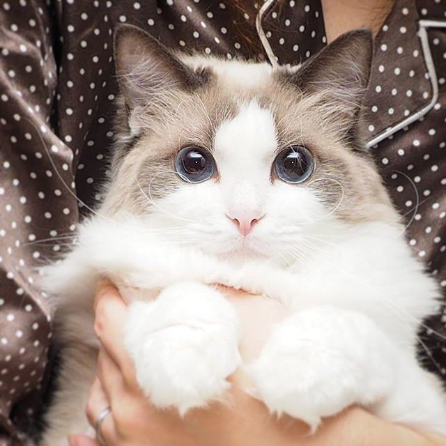 Коты и Кошки