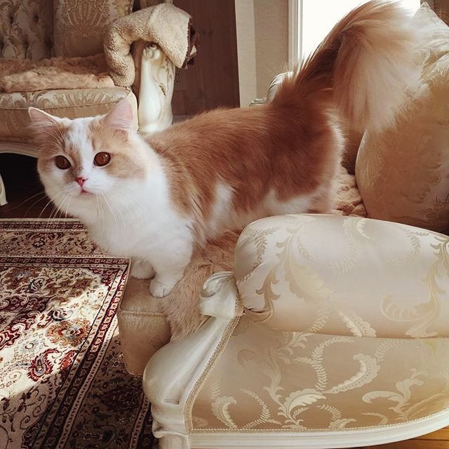 Коты и Кошки