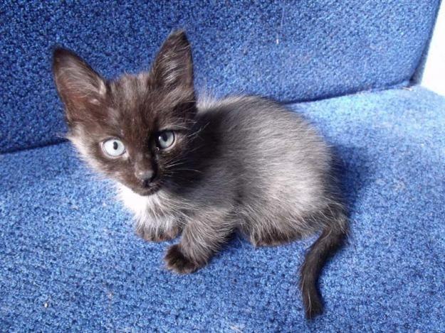 Коты и Кошки