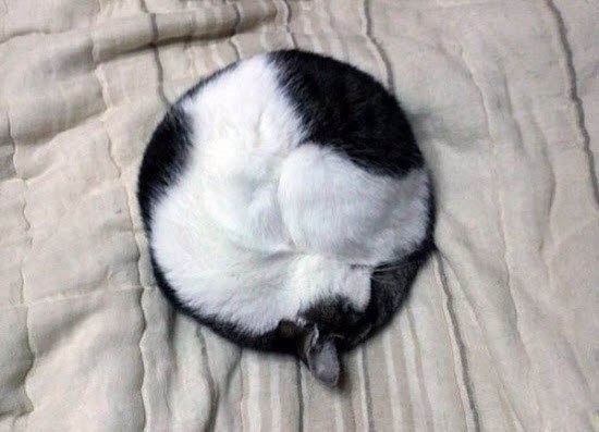 Коты и Кошки
