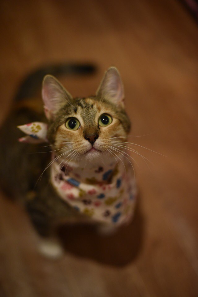 Коты и Кошки