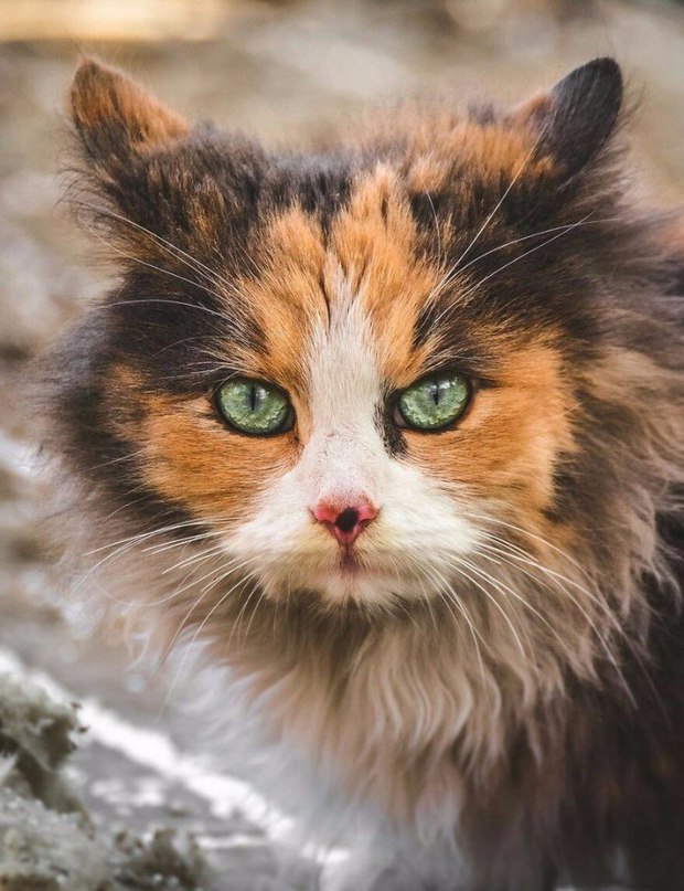 Прикольных котов пост