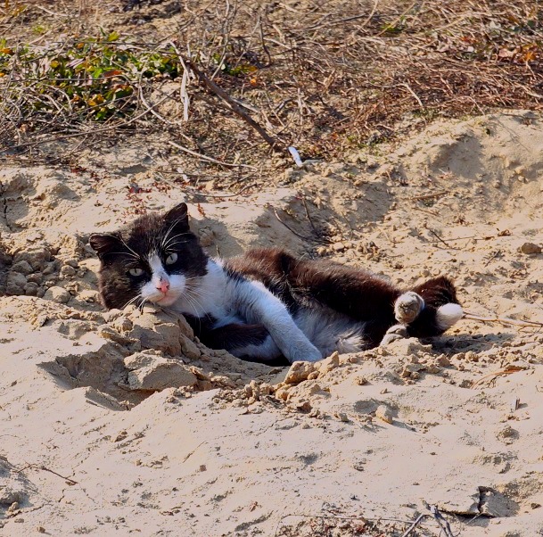Котовторник 24.04.2018
