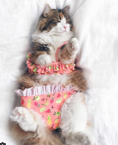 Неадекватные коты