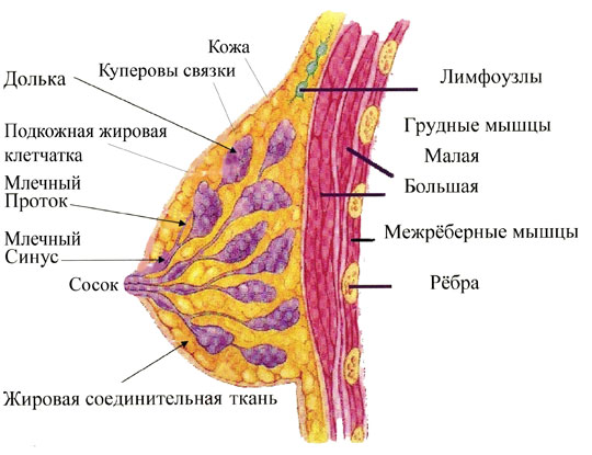 Археологи ЯПа