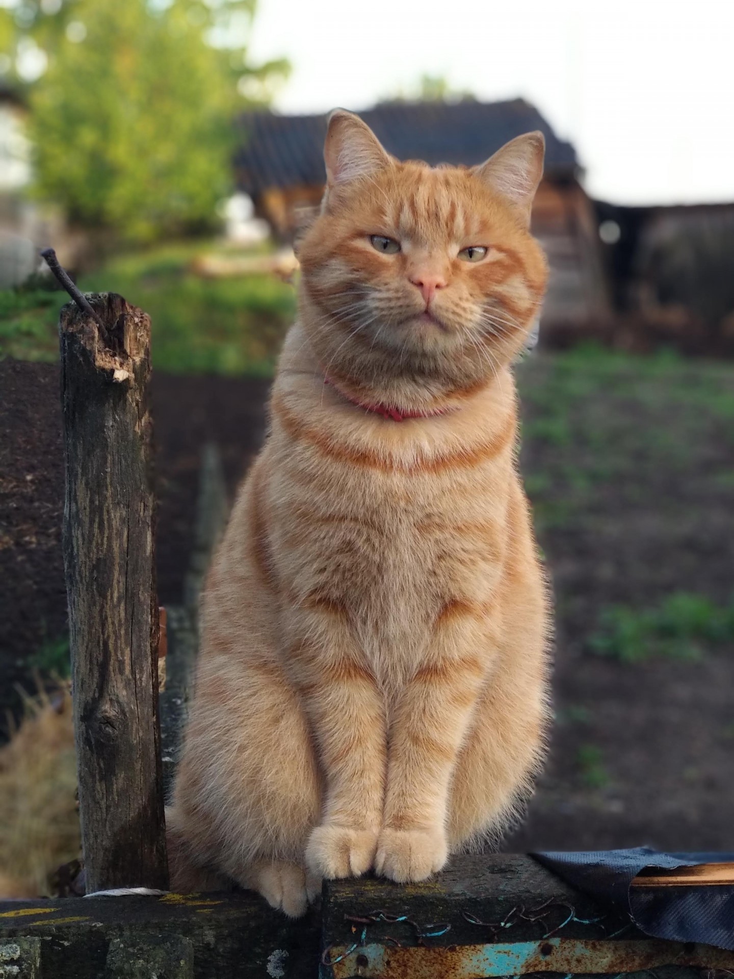 Котовторник