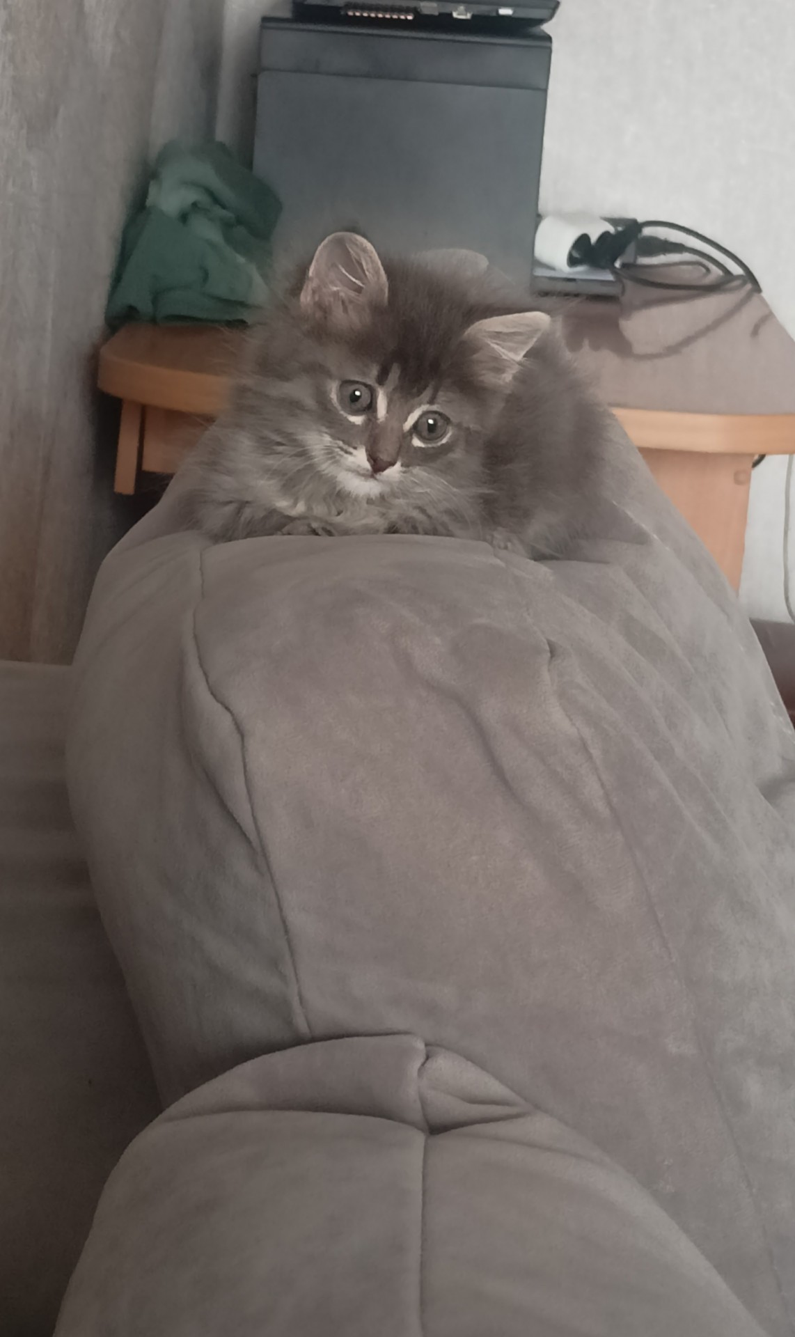 Котовторник!