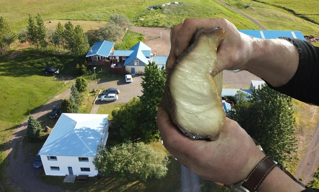 В Исландии туристы пожарили мясо акулы, из-за чего был эвакуирован весь гостевой дом