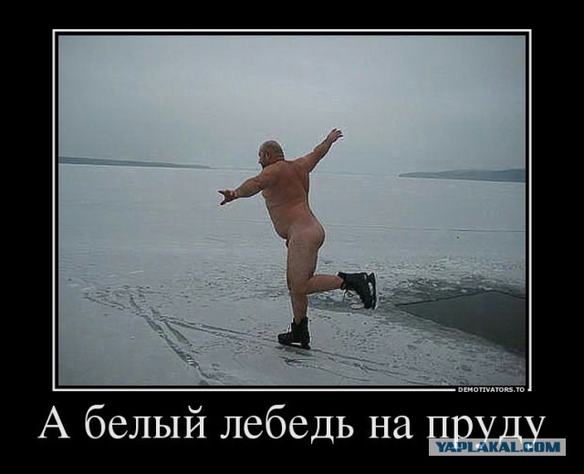 Вечная проблема: бродячие животные