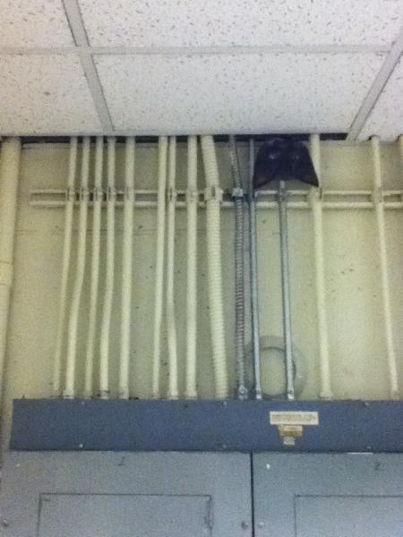 Котята! Охуенные! Охуенные! Котята!