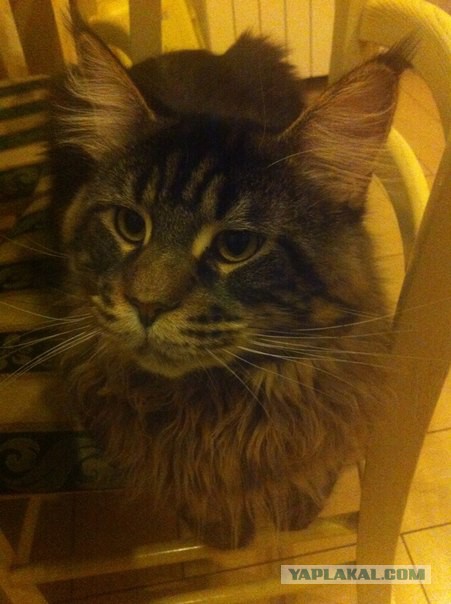 Жизнь домашнего приюта для котеек 37