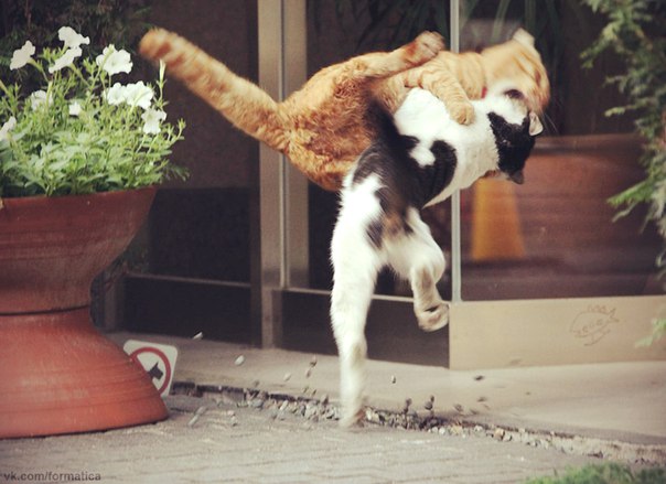 Картинки набрались разные