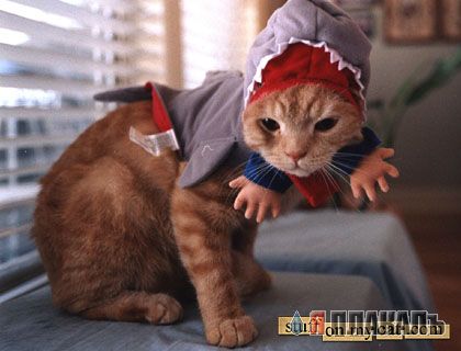 Коты, кошки, котята