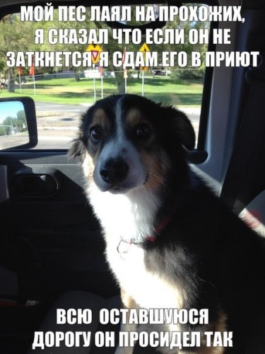 Веселые картинки