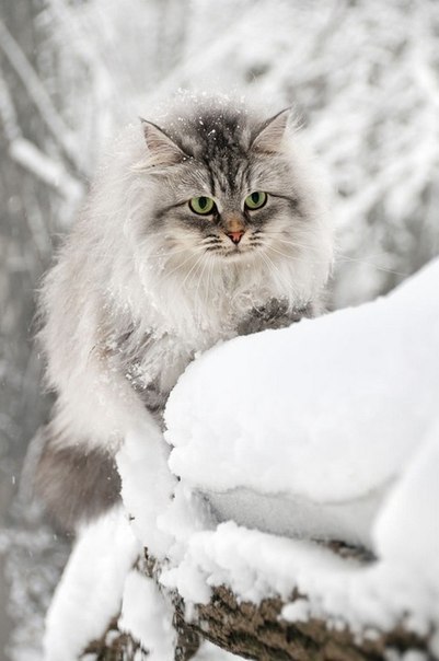Прикольные животные