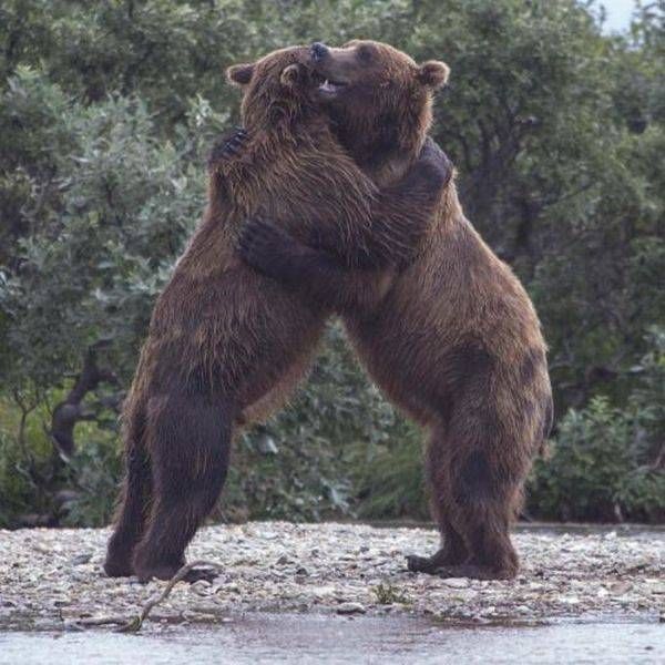 Подборка забавных животных